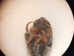 Bruchus luteicornis