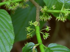 Rhamnus fallax