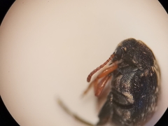 Bruchus luteicornis