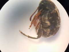 Bruchus luteicornis