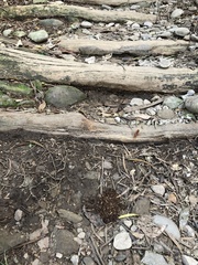 Batozonellus annulatus