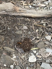 Batozonellus annulatus