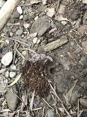 Batozonellus annulatus