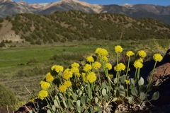 Eriogonum alexanderae