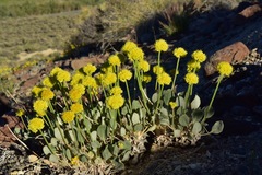 Eriogonum alexanderae