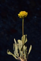 Eriogonum alexanderae