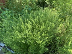 Lepidium