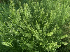 Lepidium
