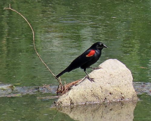 photo of Red-winged Blackbird (Agelaius phoeniceus)