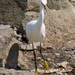 photo of Snowy Egret (Egretta thula)