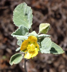 Abutilon otocarpum