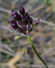 Allium atroviolaceum