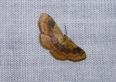 Leptostales ferruminaria