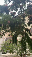 Albizia julibrissin