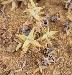Crassula grisea