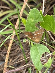 Argyrostrotis quadrifilaris