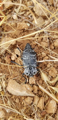 Capnodis cariosa