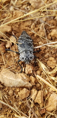 Capnodis cariosa