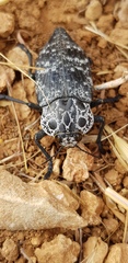 Capnodis cariosa