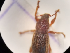 Polydrusus marginatus