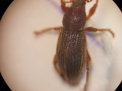 Polydrusus marginatus