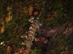 Cyrtodactylus consobrinus