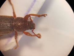 Polydrusus marginatus