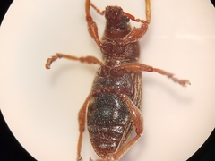 Polydrusus marginatus