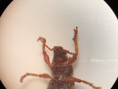 Polydrusus marginatus