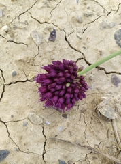 Allium atroviolaceum