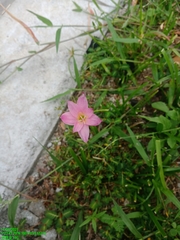 Zephyranthes rosea