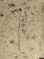 Allium atroviolaceum