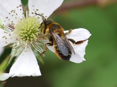 Megachile willughbiella
