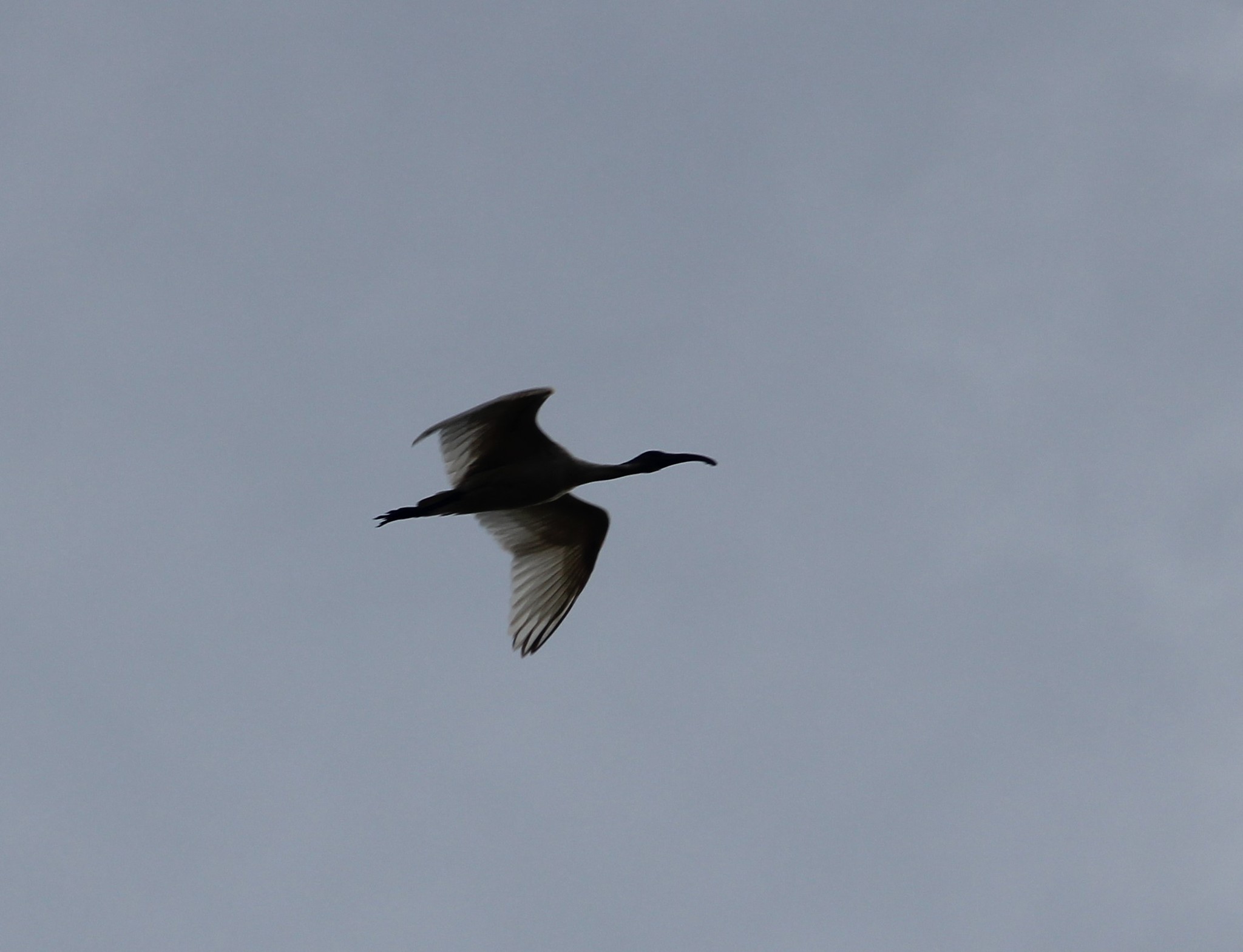 Black-headed Ibis