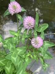 Trifolium pratense