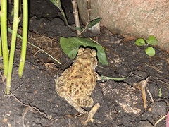Duttaphrynus melanostictus