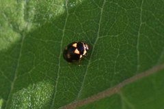 Brachiacantha decempustulata