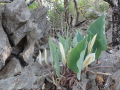 Carlephyton glaucophyllum image