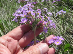 Primula serrata