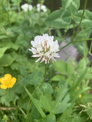 Trifolium repens