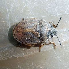 Podops inunctus