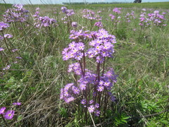 Primula serrata