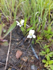 Viola patrinii