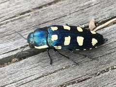 Buprestis octoguttata
