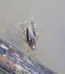 Tetrix japonica