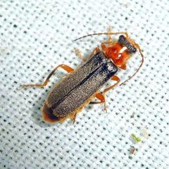 Cantharis lateralis