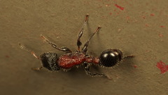 Dilobocondyla fouqueti