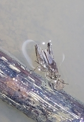 Tetrix japonica