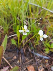 Viola patrinii