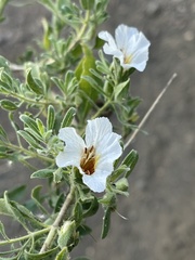 Petalidium aromaticum aromaticum